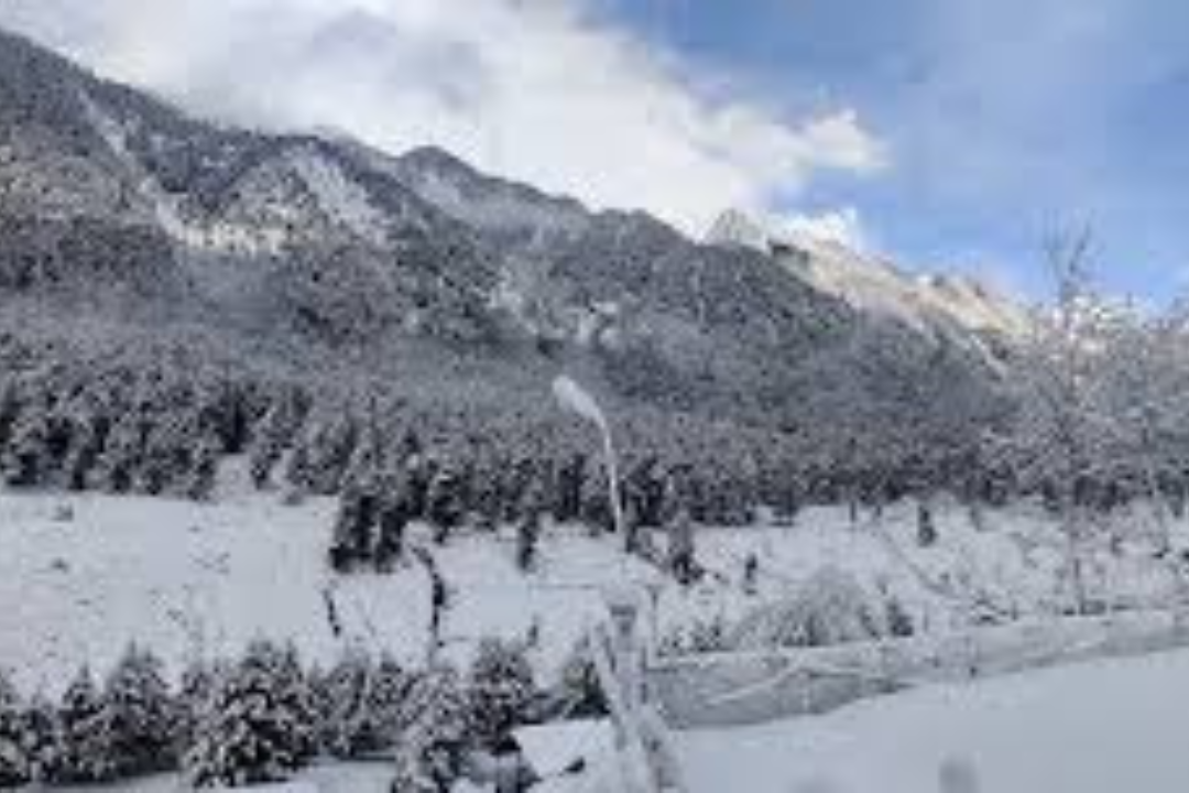 The Pinus Resort